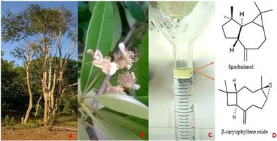 Bioactives of the essential oil from the leaves of Eugenia pyriformis Cambess (Myrtaceae) on the effects of tobacco